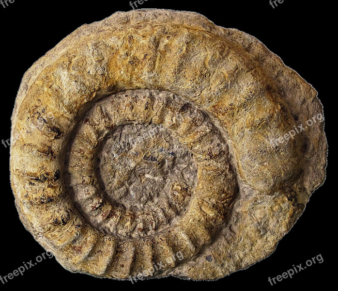 Fossils Petrification Ammonites Cephalopods Ammonoidea