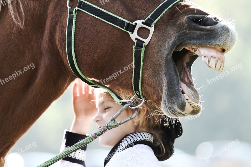 Horse Laughter Head Animal Funny