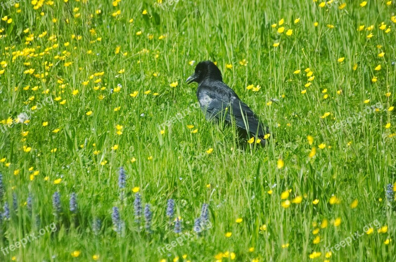 Raven Crow Carrion Crow Raven Bird Bird