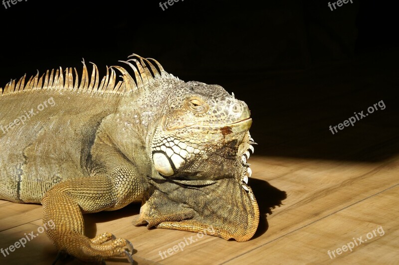 Reptile Iguana Nature Animal Animal World