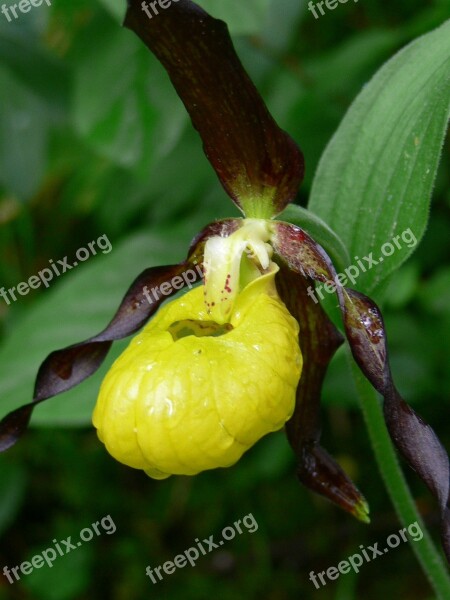 Nature Plant Leaf Flower Frauenschuh