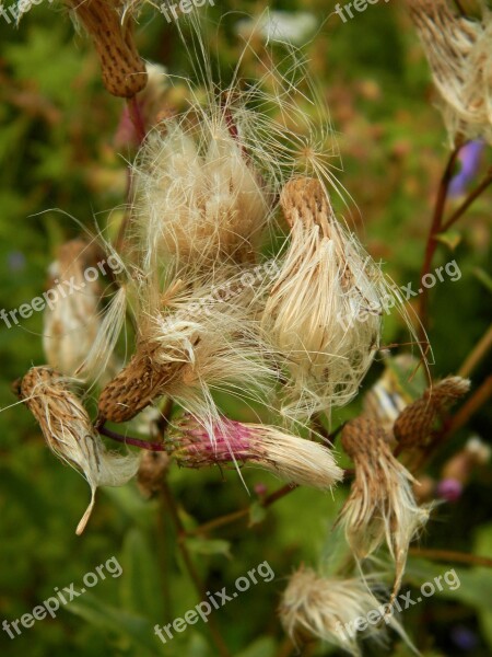 Forests Nature Flowers Free Photos