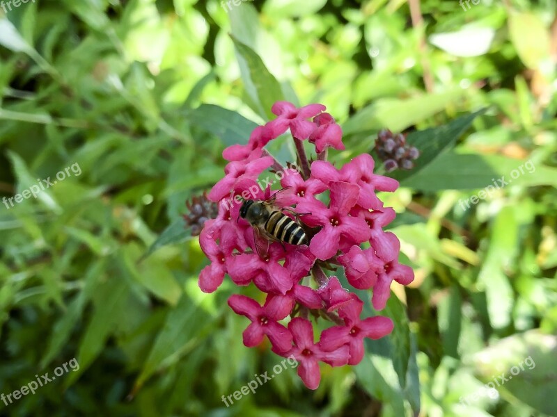 Nature Flower Plant Garden Summer