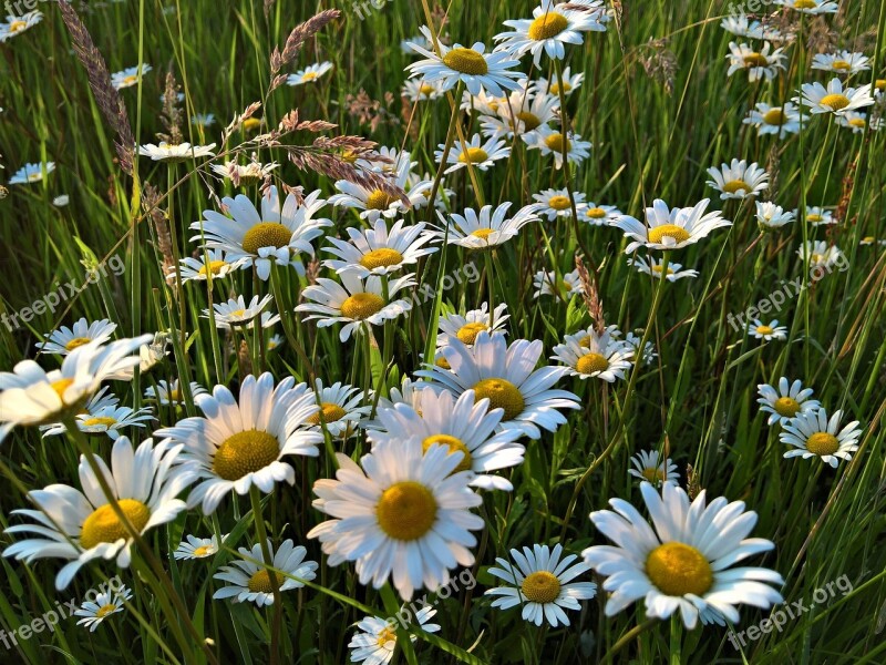 Nature Meadow Flower Summer Flora