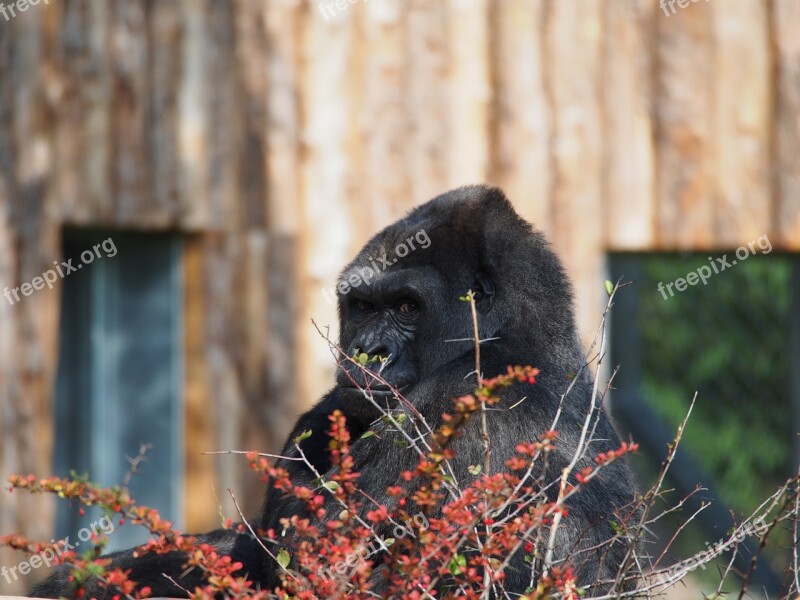 Wood Animal World Mammal Animal Nature