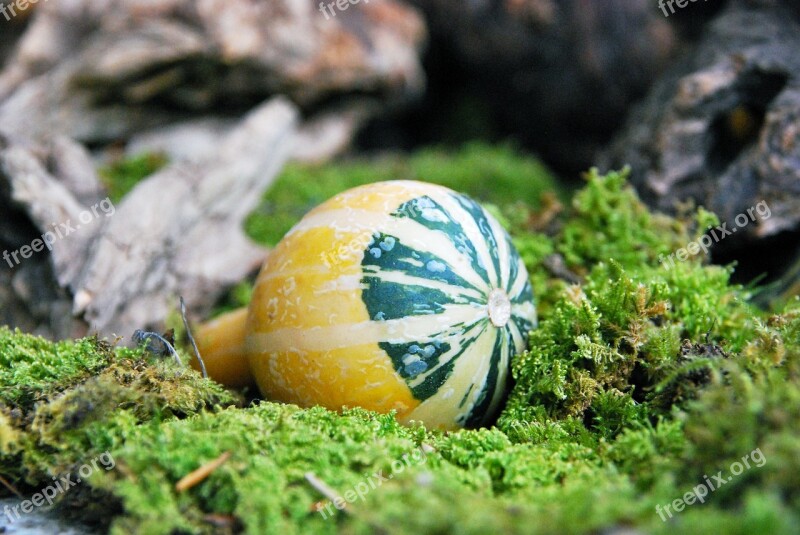 Pumpkin Decoration Small Nature Leaf