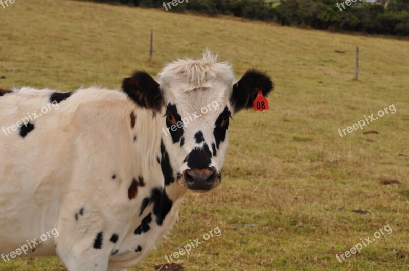 Bos Primigenius Taurus Mammalia Livestock Lawn Animalia