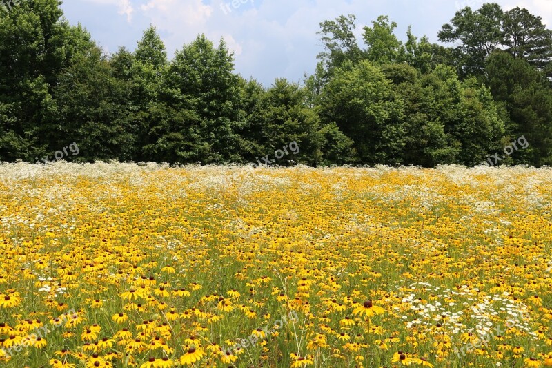 Nature Landscape Hayfield Field Flower