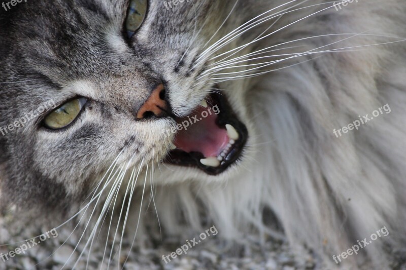 Animal Cat Portrait Mammal Fur