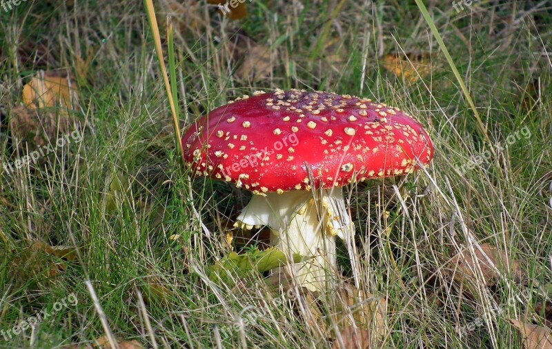 Nature Mushroom Amanita Red Grass