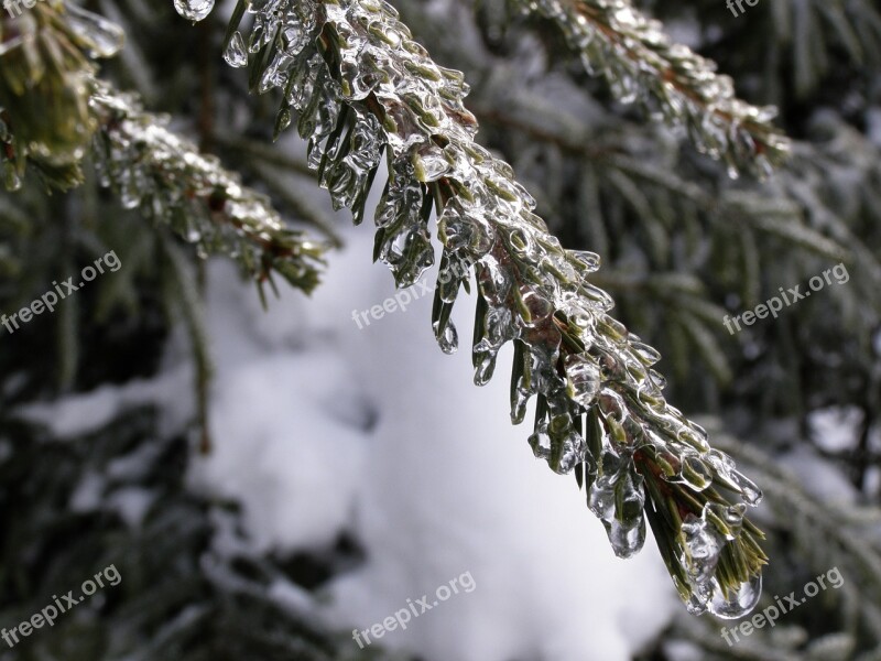 Winter Tree Frost Nature Season