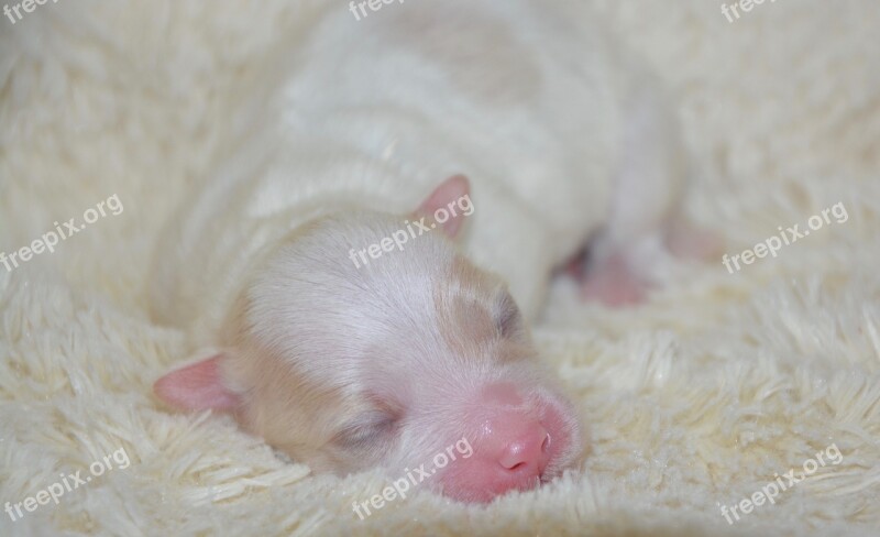 Puppy Baby Dog New Born Cute Domestic Animal