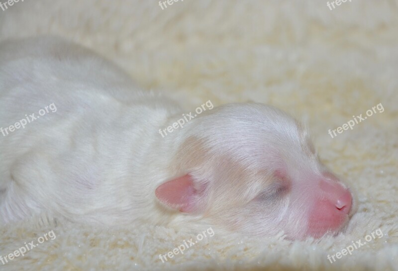 Puppy New Born Cotton Tulear Dog White Coat New-born