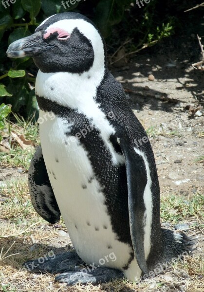 Nature Bird African Penguin Cape Town Free Photos