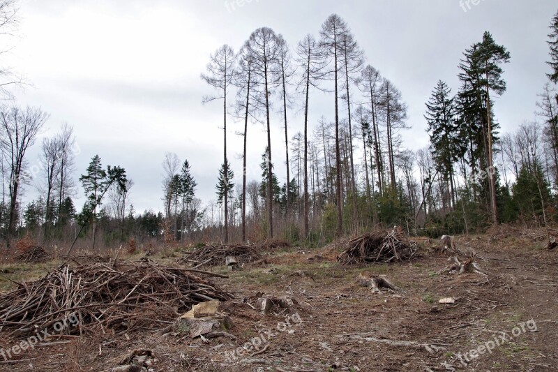 Wykarczowany Forest Sloping Trees Tree Obstacle Nature