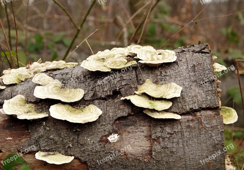 Hubs Mushrooms Trunk Nature Mosses