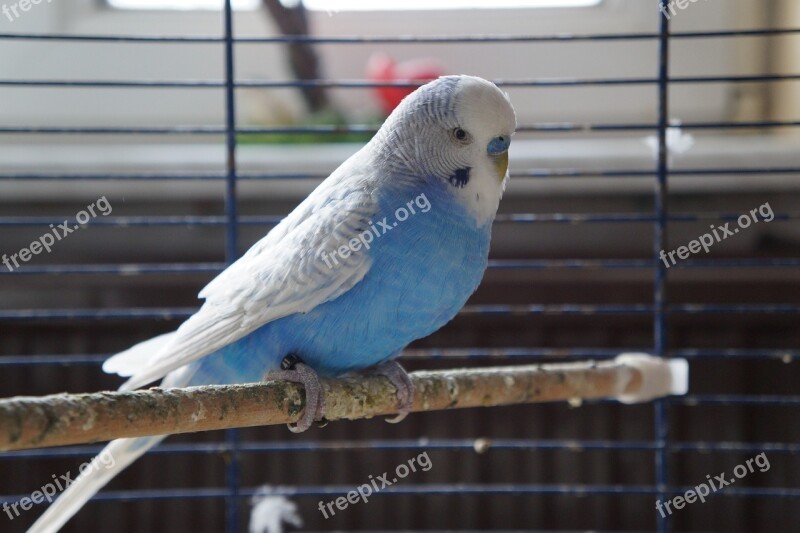 Bird Feather Nature Budgie Plumage