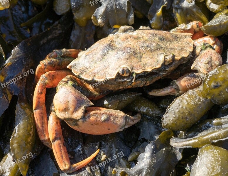 Crab Shellfish Crustacean Nature Seafood