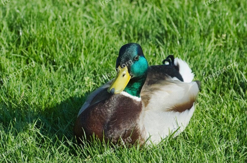 Duck Mallard Drake Meadow Grass