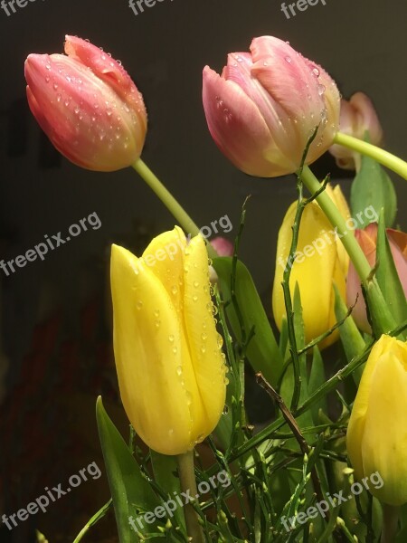 Tulip Bouquet Close Up Spring Colorful Free Photos