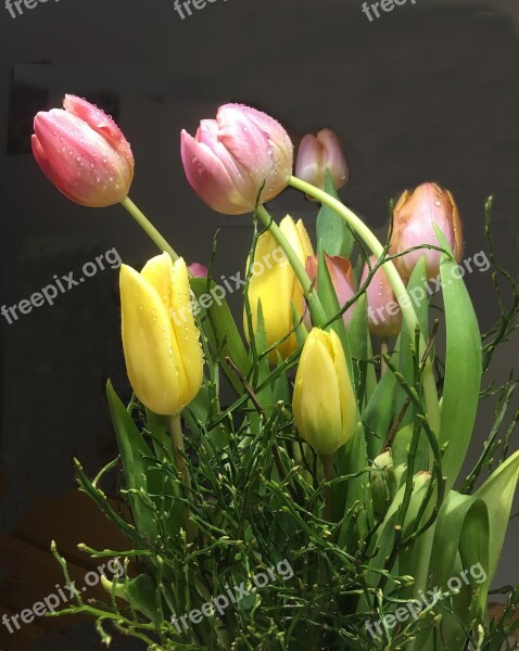 Tulip Bouquet Colorful Schnittblume Close Up Free Photos