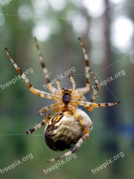 Spider A Spider-like Insect Insect Spider Web Living Nature