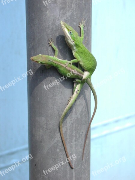 Nature Lizard Mating Reptile Animal