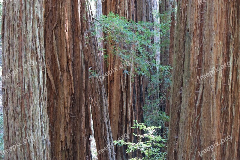 Wood Tree Nature Redwood Sequoia