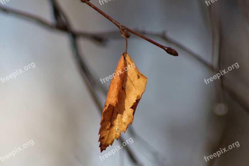 Outdoors Nature No One Sheet Insect