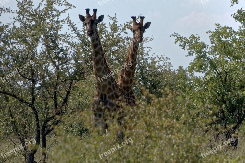 Africa Kruger Giraffe Free Photos