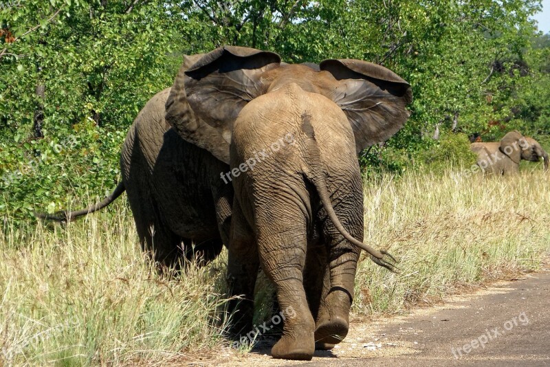 Africa Kruger Park Elephant Free Photos