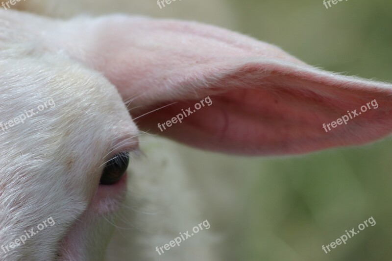 Nature A Portrait Animal Sheep