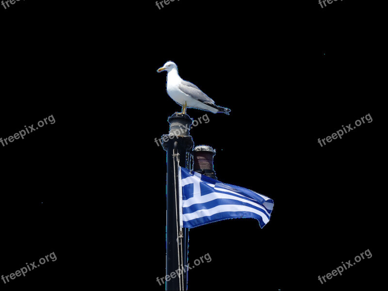 Isolated Bird Sky Travel Seagull