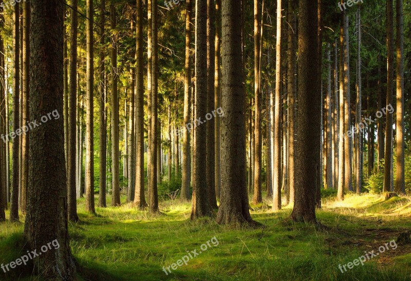 The Vysočina Region Evening In The Forest Free Photos