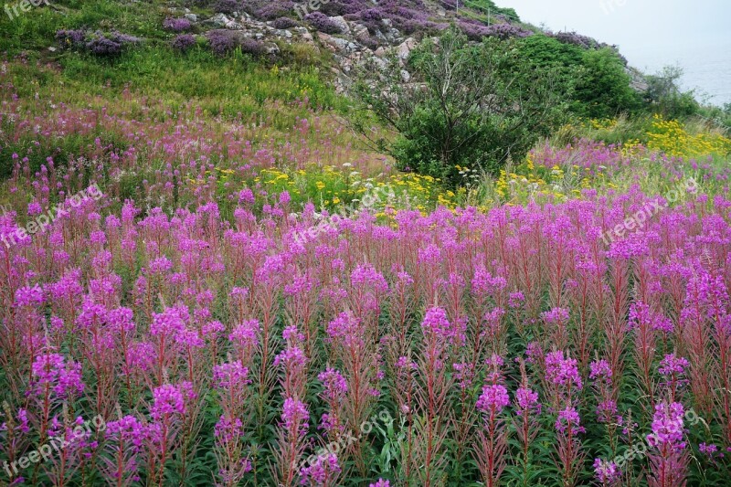 Flower Nature Meadow Summer Nature Park