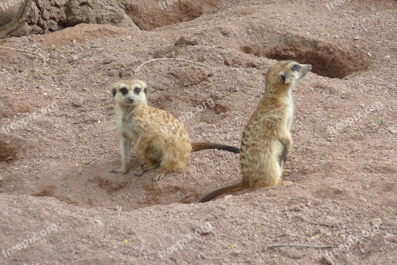 Nature Mammal Animal World Desert Animal