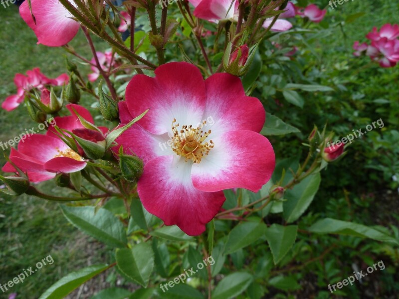 Flower Nature Plant Garden Leaf