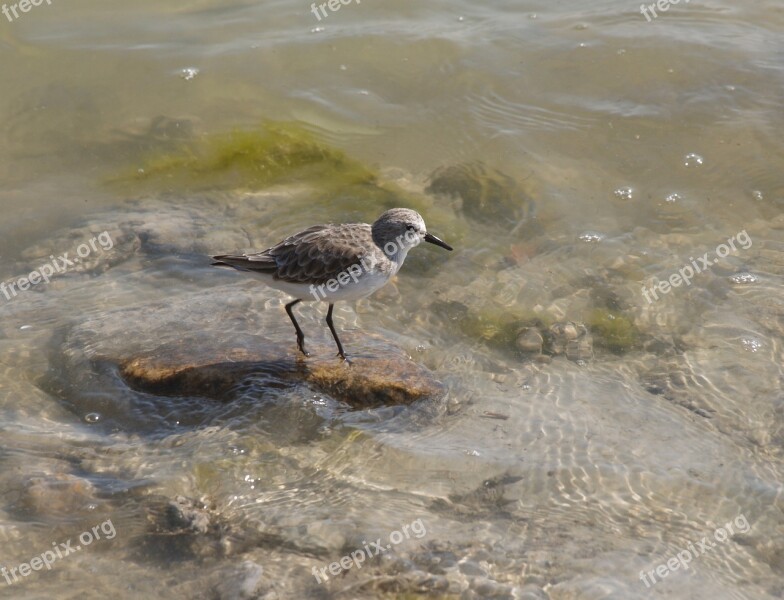 Body Of Water Nature Birds Wild Life Outdoors