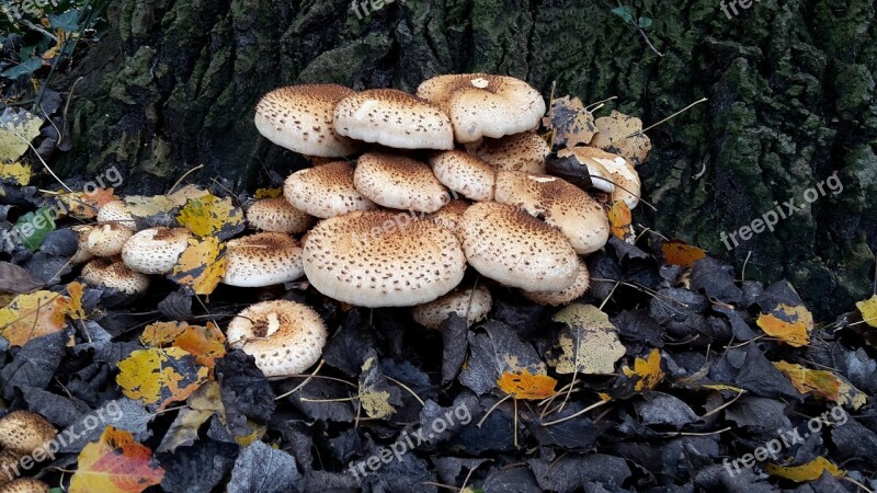 Fungi Mushroom Nature Toxic Mushroom Forest