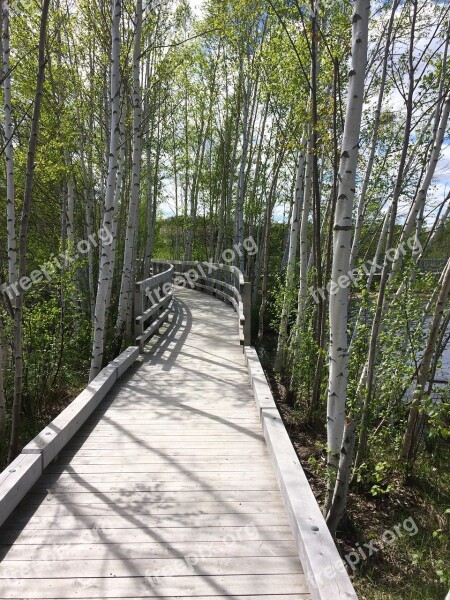 Wood Nature Tree Guidance Footpath