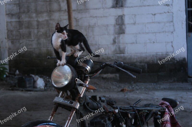 Cat Moto Motorcycle Vintage Chito