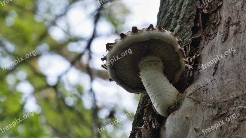 Sponge Nature On The Tree Forest Slovakia