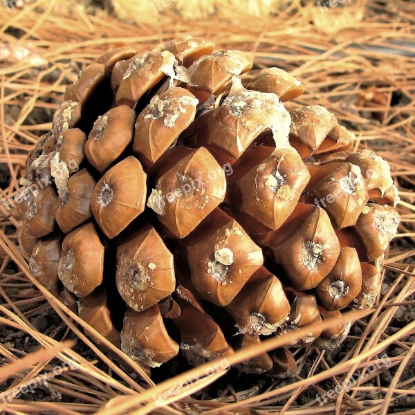 Cone Pine Brown Pine Cone Spain