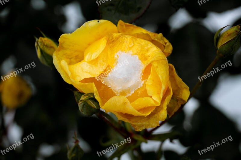 Rose Faded Winter Snow Transient