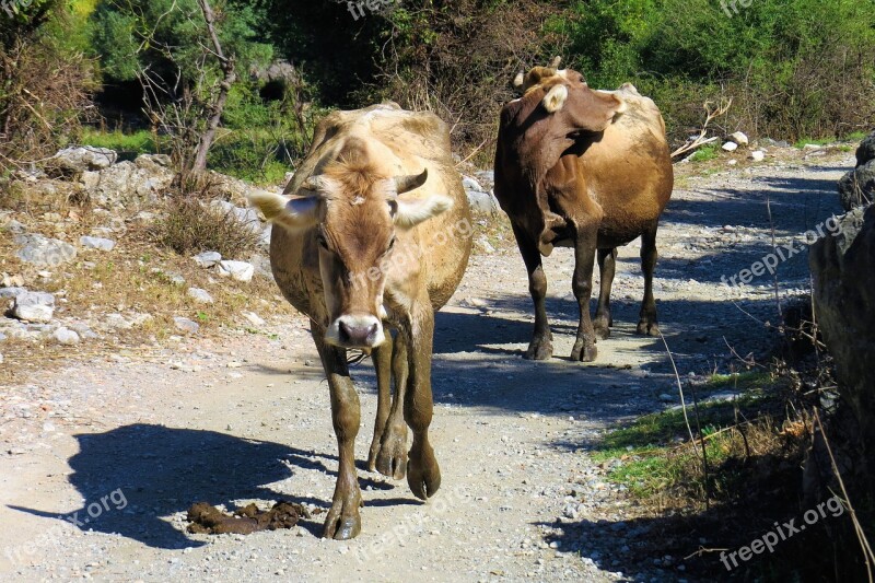 The Animal Kingdom Nature Mammals The Cow Outdoors