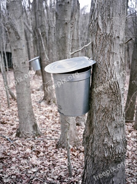 Maple Bucket Extraction Sugar Maple New England