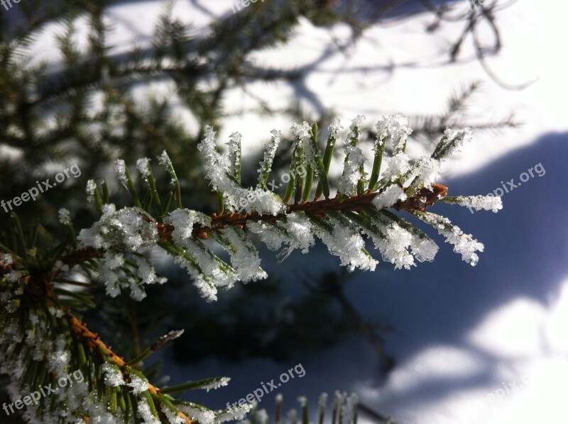 Tree Branch Frost Snow Winter