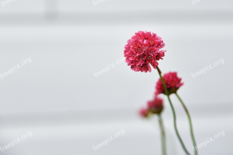 Flower Flora Nature Petal Rose