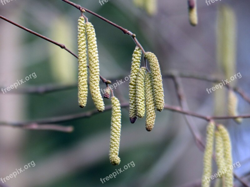 Tree Birch Birch Catkins Forest Meadow