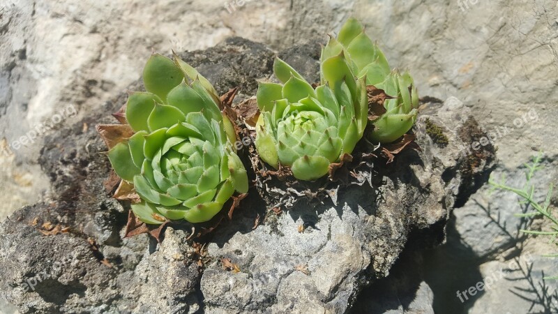 Nature Plant Leaf Plants Food Outdoors